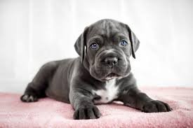 De beste manier om een ​​Cane Corso-puppy te trainen